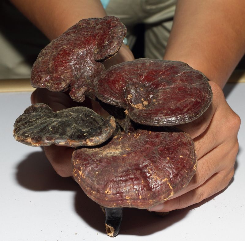 Manos sosteniendo setas reishi para fitoterapia china